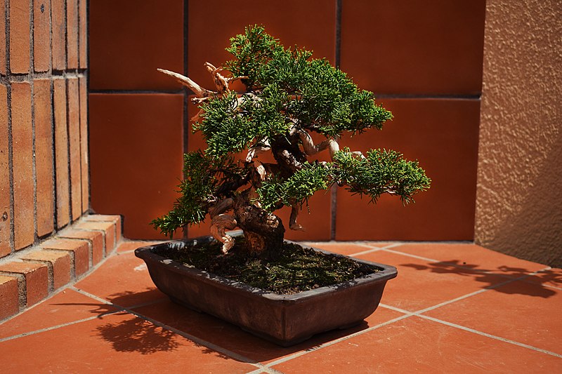 Bonsai, Partita Completa meditando e coltivando un albero in miniatura! 