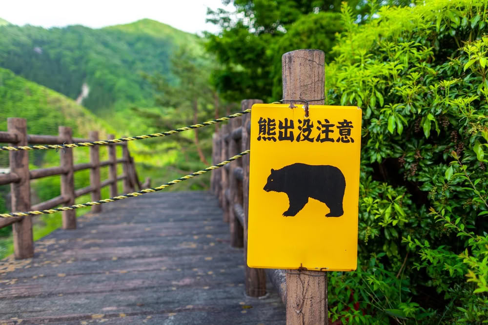 bear-japan.jpg bear-japan.jpg