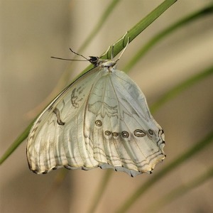Dal folklore nipponico la leggenda della farfalla bianca