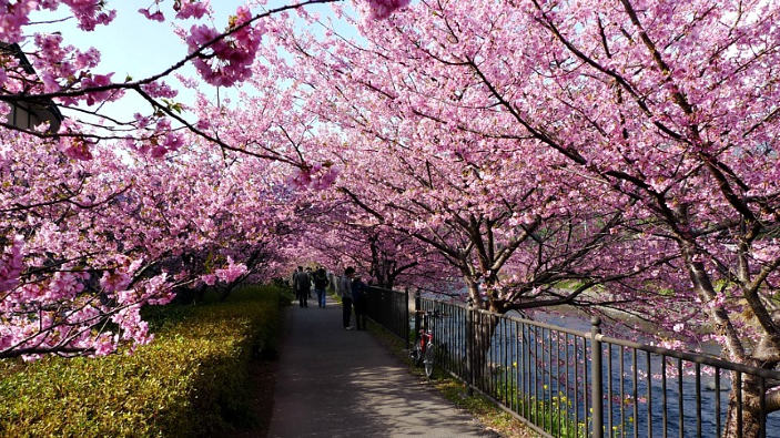 Hanami in anticipo ma sempre bellissimo a Kawazu