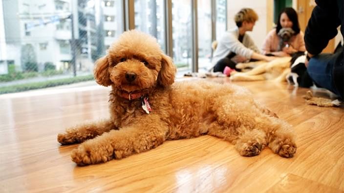 Non solo gatti e cani: i 7 pet caffé più particolari di Tokyo