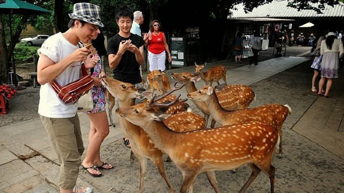 A Nara record di aggressioni da parte dei cervi