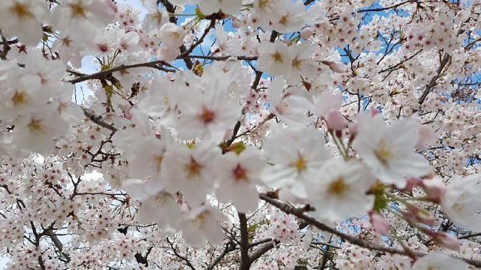 In Giappone il coronavirus non ferma l'hanami