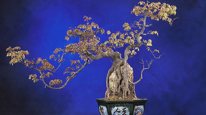 Bonsai: esprimere la bellezza della natura costruendo un paesaggio in miniatura