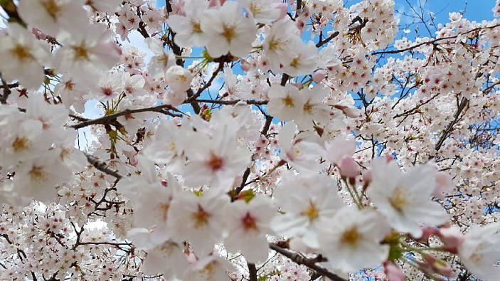 Tutto quello che dovete sapere sui sakura, il fiore nazionale del Giappone