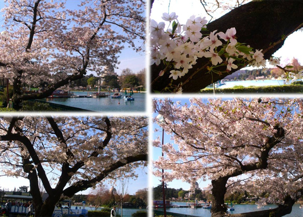 Hanami Roma