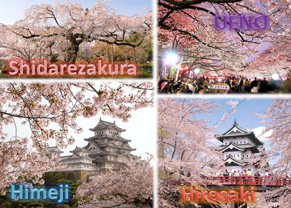 Hanami 4 mete top Hanami 4 mete top
