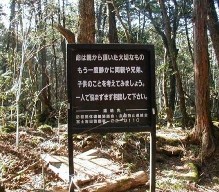 Aokigahara