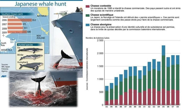 statistica caccia alle balene - piccolo