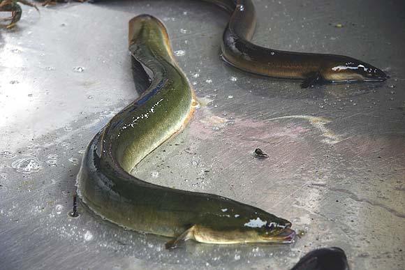 Anguille per bibita giapponese