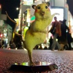 ratti - Pikachu ratti - Pikachu