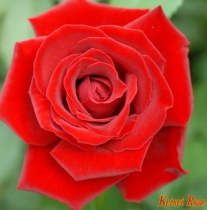 La Rosa di Versailles 1 La Rosa di Versailles 1