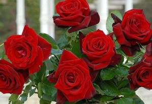 La Rosa di Versailles 3 La Rosa di Versailles 3