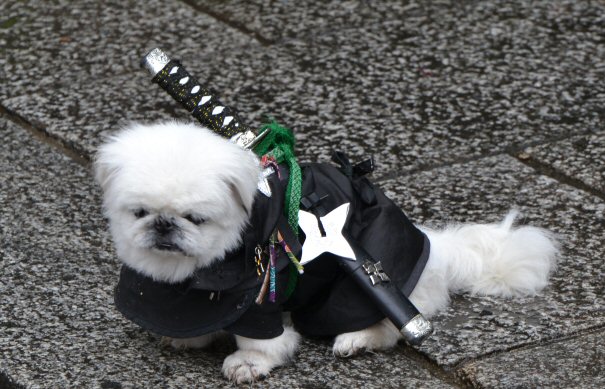 cane ninja cane ninja