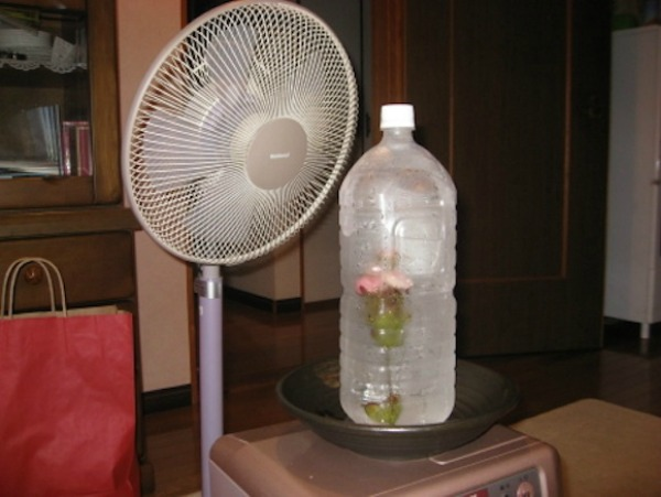 Ventilatore Ventilatore