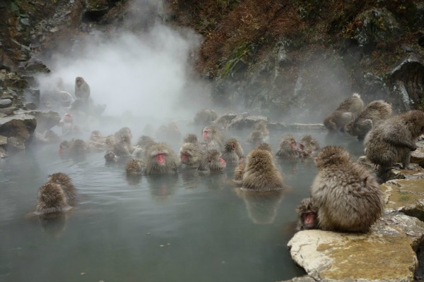 Jigokudani scimmie