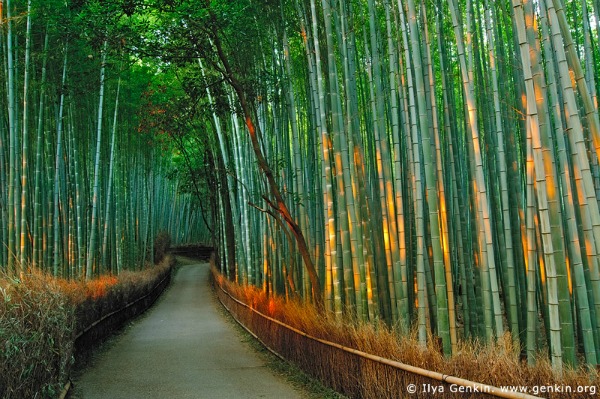 Foresta Arashiyama