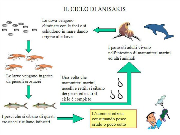 Anisakis 01 Anisakis 01