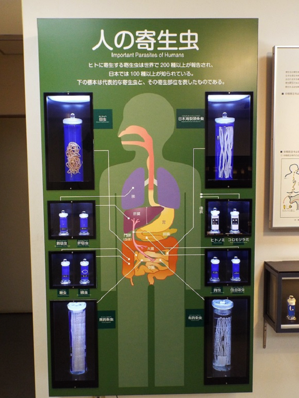 Meguro museo corpo