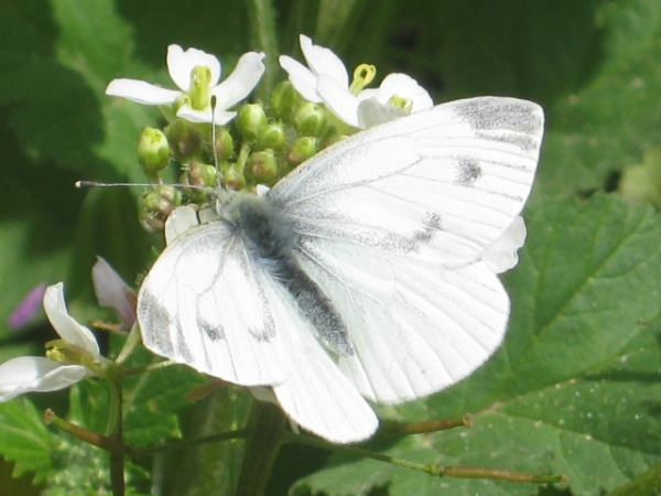 Leggenda farfalla bianca apertura