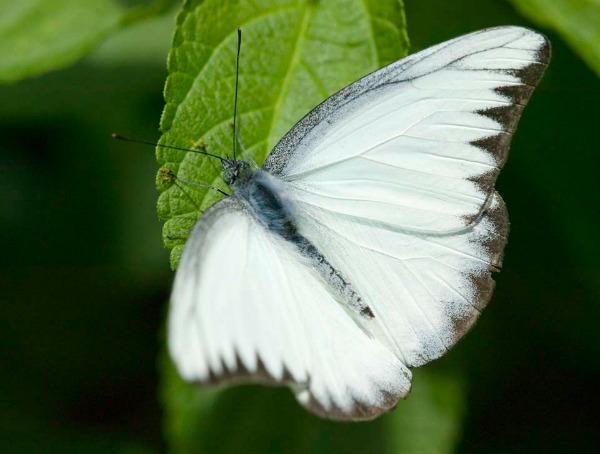 Leggenda farfalla bianca 02
