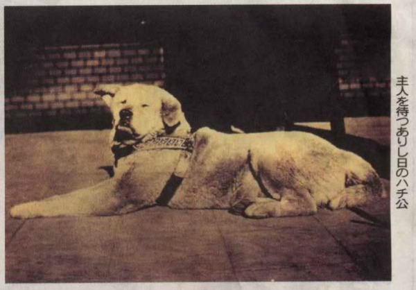 Hachiko immagine apertura