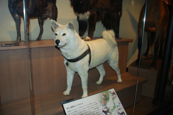 Hachiko impagliato