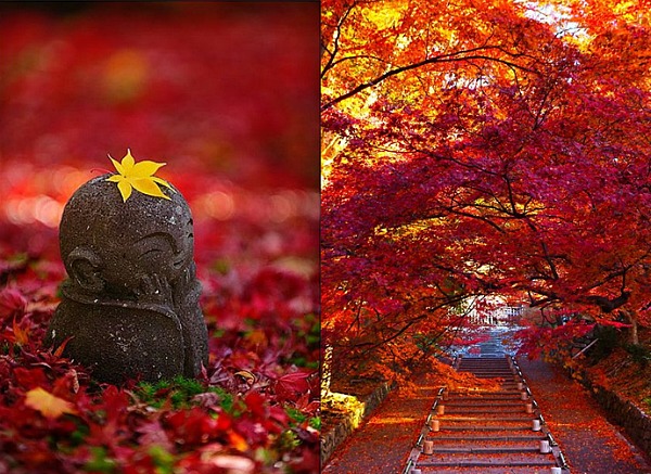 Momiji apertura Momiji apertura