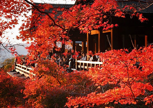 Momiji Kyoto Momiji Kyoto