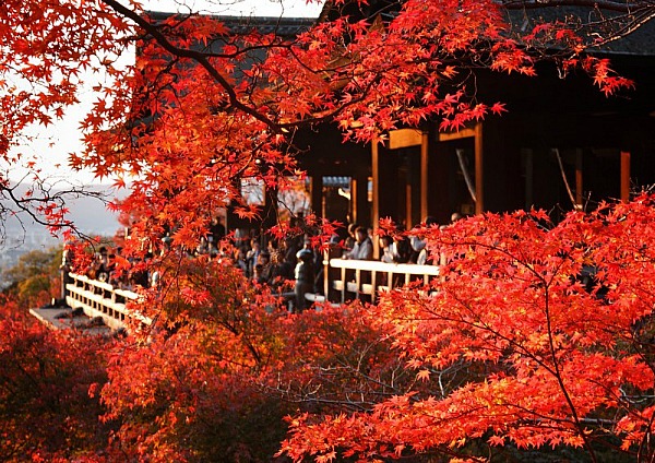 Momiji Kyoto