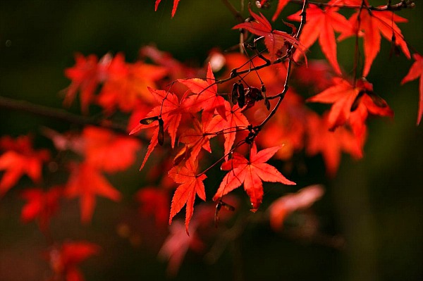 Momiji foglie acero Momiji foglie acero