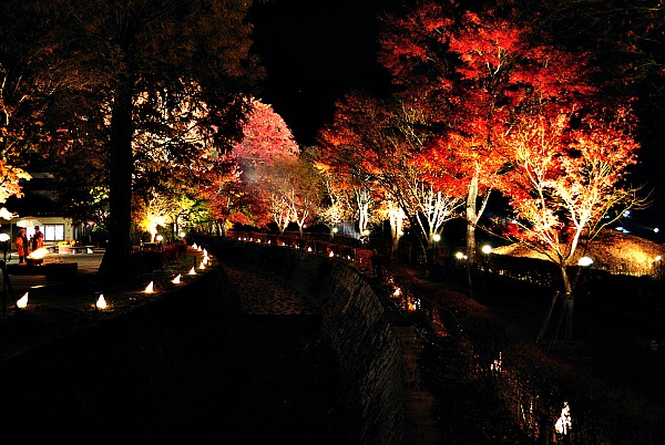 Momiji notturno